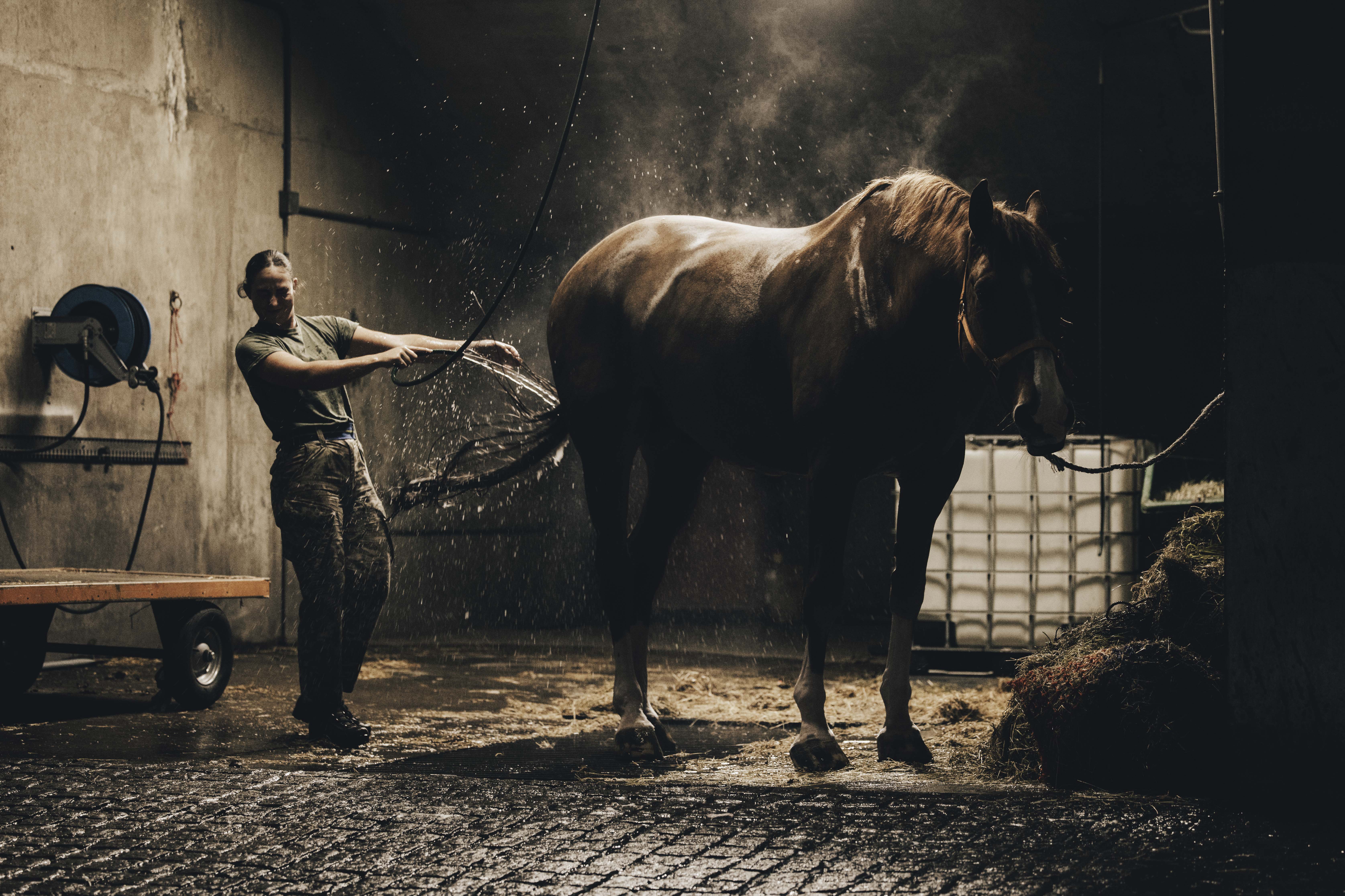 Female soldier spraying the rear end of a brown horse with a hose in a stable