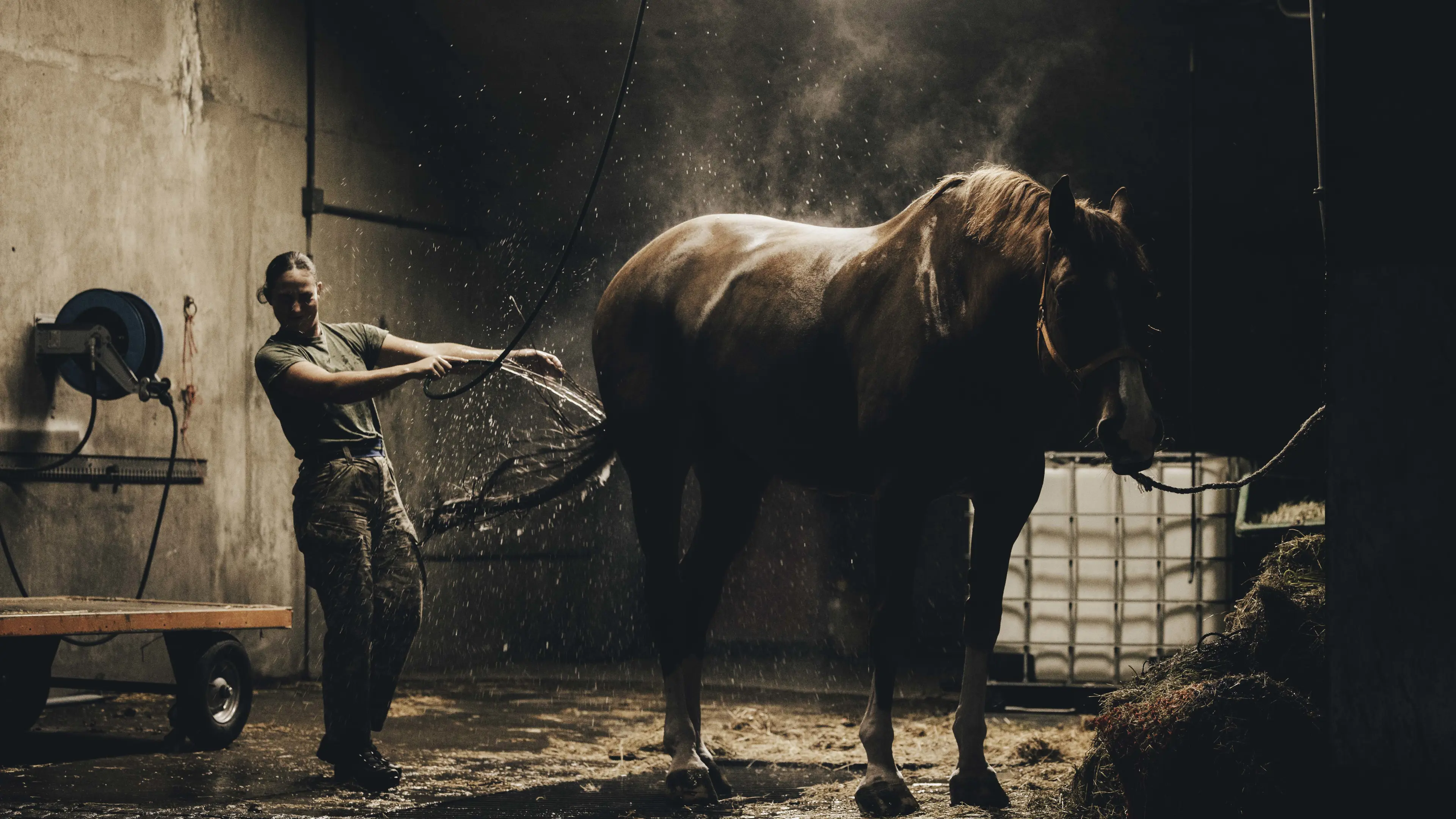 Female soldier spraying the rear end of a brown horse with a hose in a stable